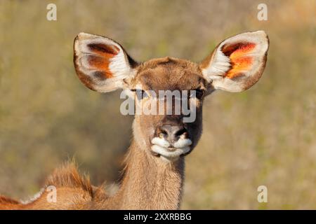 Nahporträt einer weiblichen Kudu-Antilope (Tragelaphus strepsiceros), Südafrika Stockfoto