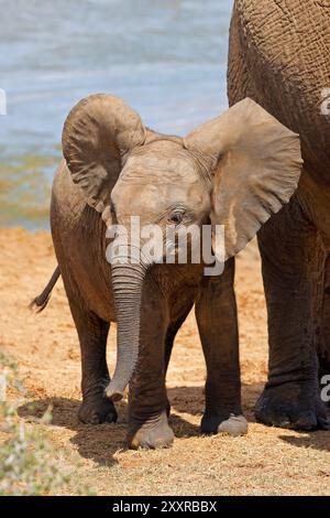 Ein niedliches Baby afrikanischer Elefant (Loxodonta Africana), Addo Elephant National Park, Südafrika Stockfoto