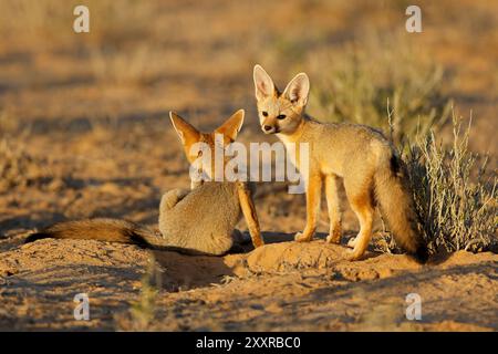 Kap Füchse (Vulpes chama) im frühen Morgenlicht, Kalahari Wüste, Südafrika Stockfoto