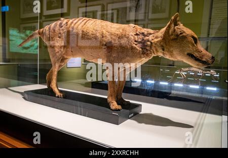 A ein etwas zerrissenes und altes taxidermiertes thylacin, das im Tasmanian Museum and Art Gallery in Hobart ausgestellt wurde. Das letzte bekannte thylacin starb 1936 in Gefangenschaft in Hobart. Stockfoto