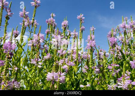 Weiße Lavendelfarbe gehorsame Pflanze Löwen Herz Drachenkopf, Physostegia virginiana 'Rosakonigin' Physostegia Blumen falsche Drachenkopf August Pflanzen Stockfoto