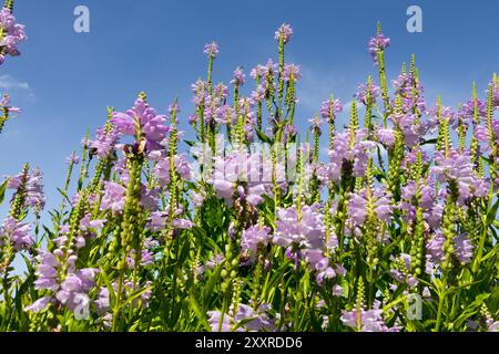 Physostegia virginiana 'Rosakonigin' gehorsame Pflanze Stockfoto