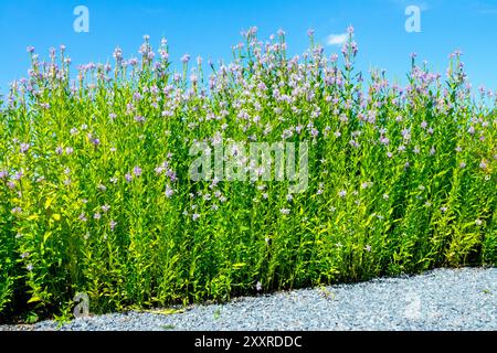 Gehorsame Pflanze Physostegia virginiana 'Rosakonigin' halbhohe Pflanze, die den Weg säumt Stockfoto