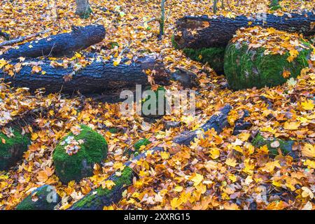 Herbstlaub zwischen moosigen Felsen und Baumstämmen Stockfoto