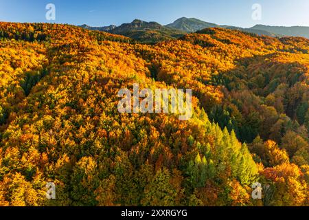 Luftaufnahme eines Waldes in Herbstfarben vor Bergen, sonnig, Murnau, Blick auf Herzogstand und Heimgarten, Bayern, Deutschland, Europa Stockfoto