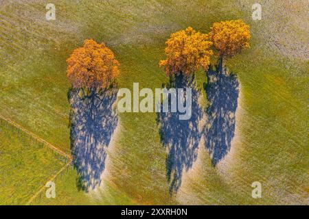 Luftaufnahme von Eichen in Herbstfarben, Morgenlicht, Raureif, Murnau, Bayern, Deutschland, Europa Stockfoto