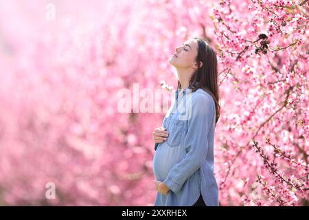 Profil einer schwangeren Frau, die in einem rosa Feld frische Luft atmet Stockfoto