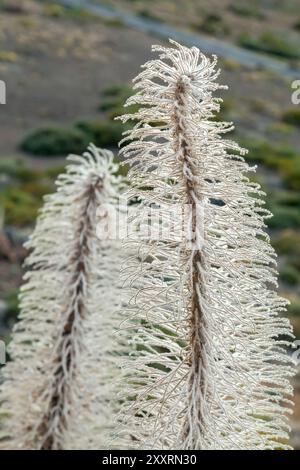 Eine Nahaufnahme einer getrockneten Pflanze einer Echium wildpretii, Vipers Bugloss, Tajinaste rojo im Teide Nationalpark Teneriffa, Kanarische Inseln, Spanien Stockfoto