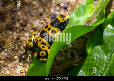 Der gelbbbändige Giftpfeilfrosch, Dendrobates leucomelas, Hummelfrosch Stockfoto