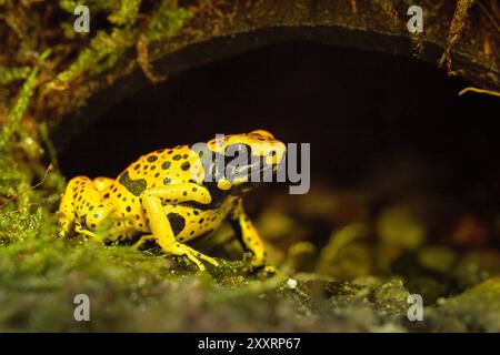 Der gelbbbändige Giftpfeilfrosch, Dendrobates leucomelas, Hummelfrosch Stockfoto