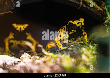 Der gelbbbändige Giftpfeilfrosch, Dendrobates leucomelas, Hummelfrosch Stockfoto