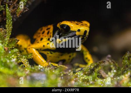 Der gelbbbändige Giftpfeilfrosch, Dendrobates leucomelas, Hummelfrosch Stockfoto