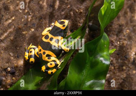 Der gelbbbändige Giftpfeilfrosch, Dendrobates leucomelas, Hummelfrosch Stockfoto