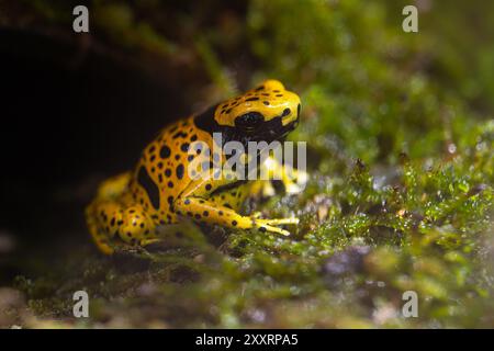 Der gelbbbändige Giftpfeilfrosch, Dendrobates leucomelas, Hummelfrosch Stockfoto