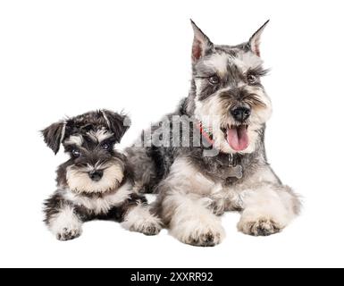 Miniatur-Schnauzer-Welpe und Hund liegen nebeneinander isoliert auf weißem Hintergrund Stockfoto