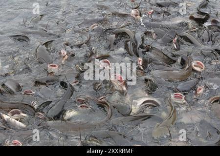 Catfish ist ein beliebter Fisch in Thailand. Stockfoto