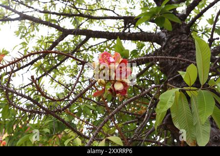 Kanonenkugelbaum, der in Clustern blüht, es ist ein heiliger Wald im Hinduismus, es ist der Wohnort Gottes. Stockfoto