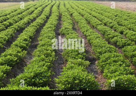 Erdnussanbau-Gemüseparzelle in Bio-Bauernhof, Bohnenpflanzen, die etwa 1-2 Monate alt sind. Stockfoto