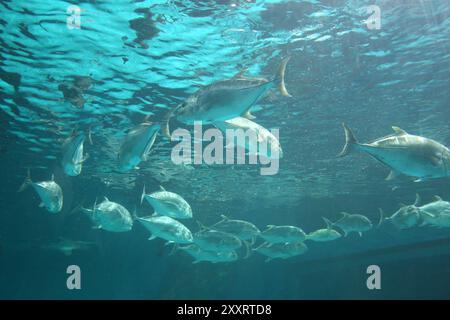 Caranx-Fische von Wolfsbarsch schwimmen in Gruppen, fotografiert von unten. Stockfoto