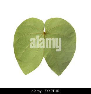 Die Rückseite des Grüns das Purpurea-Blatt, ein Blatt, das wie ein Schmetterling aussieht, isoliert auf weißem Hintergrund und mit Beschneidungspfaden. Stockfoto