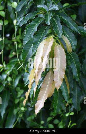 Frische Blätter des Mangobaumes sind auf den Ästen, sowohl jung als auch alt, haben in dunkelgrüner und hellbrauner Form ein Konzept der Natur im Leben. Stockfoto