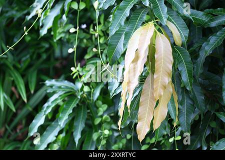 Frische Blätter des Mangobaumes sind auf den Ästen, sowohl jung als auch alt, haben in dunkelgrüner und hellbrauner Form ein Konzept der Natur im Leben. Stockfoto