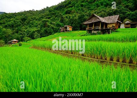 Chiang Mai, Thailand. August 2024. Kleine Häuser auf den Reisterrassen von Ban Pa Pong Piang in den Bergen des Doi Inthanon Nationalparks. (Foto: Kittinun Rodsupan/SOPA Images/SIPA USA) Credit: SIPA USA/Alamy Live News Stockfoto