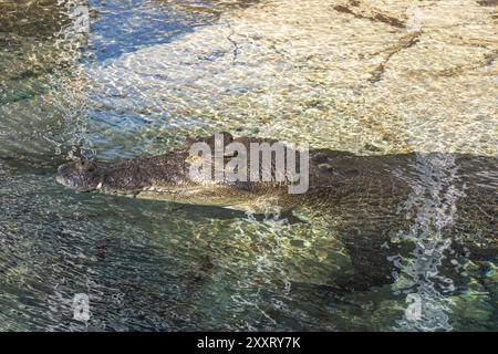 Salzwasserkrokodil (Crocodylus porosus) in Crocosaurus Cove, Mitchell Street, C.B.D, Stadt Darwin, Northern Territory, Australien Stockfoto
