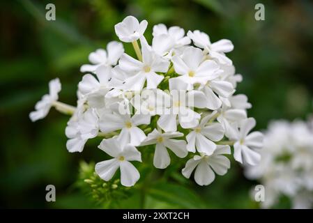 Reinweiße, krautige mehrjährige Sorte Phlox paniculata blüht im Spätsommer. Stockfoto