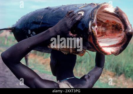 Ein Mann trägt einen Teil eines riesigen Barsches auf dem Kopf in der Nähe von Adok, Südsudan. Stockfoto