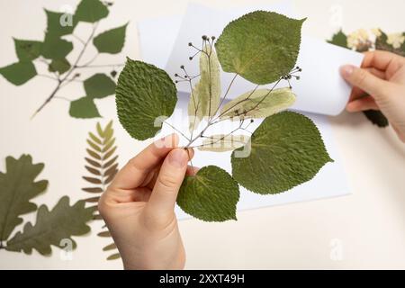 Hände, die eine getrocknete Lindenblätter und Blumen halten, machen ein Herbarium Stockfoto