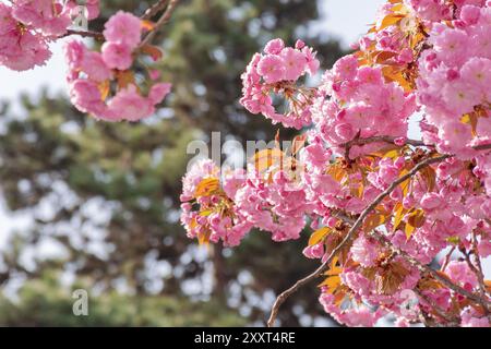 Üppige Blüte des Sakura-Baumes. Rosa blühende Äste. Warmes aprilwetter. Der Frühling ist gekommen Stockfoto