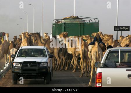 Eine Kamelherde führt durch den Verkehr über eine Brücke, die den Niger überspannt, in die Stadt Gao, Mali, Westafrika Stockfoto