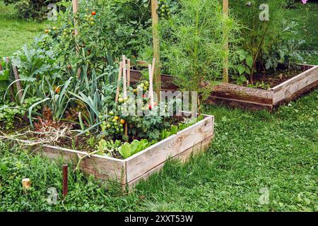 Handgefertigte natürliche, unverarbeitete Holzplatte erhöhte Gartenbeete im Garten. Verschiedene Bio-Gemüsesorten, die im Sommer im Freien angebaut werden. Stockfoto