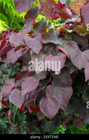 Cercis canadensis „Forest Pansy“ ein Sträucher oder kleiner Baum mit tiefviolettem, herzförmigem Laub. Stockfoto