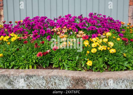 Buntes Osteospermum, das in einem alten Steintrog wächst. Stockfoto