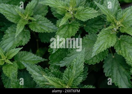 Nahaufnahme der Brennnessel (Urtica dioica) Stockfoto