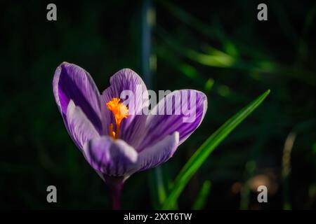 Nahaufnahme mit wunderschönen lila Krokusblüten mit orangefarbenem Pistil und Staubblättern, verschwommenem Hintergrund, in Phoenix Park, Dublin, Irland Stockfoto