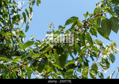 Ein Baum mit grünen Blättern und schwarzen Beeren Stockfoto