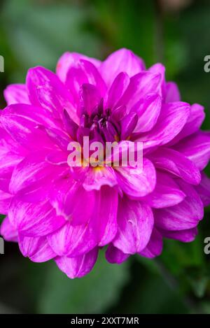 Große Dahlienblume mit hellrosa/violetten Blüten im Spätsommer Stockfoto