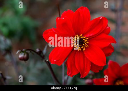 Dahlia 'Bischof von Llandaff' blüht aus nächster Nähe Stockfoto