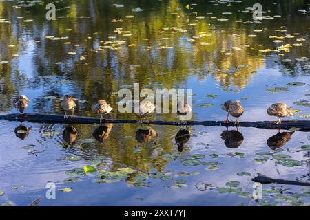 Sieben Enten auf einem Baumstamm in einem Teich mit Wasserspiegeln Stockfoto