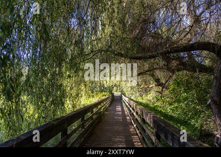 Holzsteg unter grünen Baumkronen im Juanita Bay Park Stockfoto