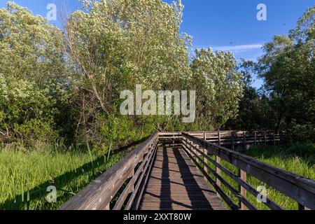 Holzsteg umgeben von dichtem Laub im Juanita Bay Park Stockfoto