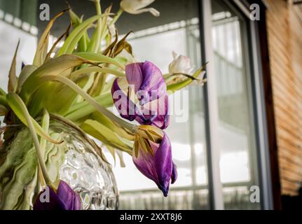 Welkende violette und weiße Tulpen in Glasvase auf Glastisch Stockfoto