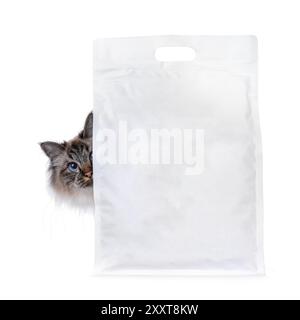 Gutaussehende heilige Birman-Katze, die hinter einem schwarz-weißen Sackverpackungs-Mockup blickt. Ich sehe neugierig in die Kamera mit faszinierenden blauen Augen. Isoliert auf einem W Stockfoto