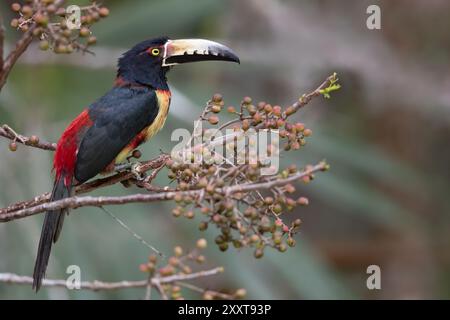 Aracari mit Kragen (Pteroglossus torquatus), sitzend auf einem Zweig im Regenwald, Guatemala, Tikal Stockfoto