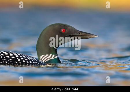 Großer Nordtaucher, gemeiner Seetaucher (Gavia immer), Schwimmen, Porträt, Island Stockfoto