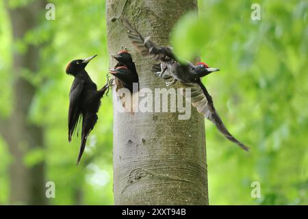 Schwarzspecht (Dryocopus martius), Spechtfamilie am Nistloch, Deutschland, Mecklenburg-Vorpommern Stockfoto