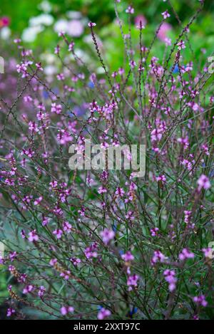 Verbena Officinalis 'Bampton' blüht im Spätsommer. Eine mehrjährige Pflanze mit feinen Stielen und kleinen lila Blüten. Stockfoto